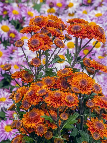 Chrysanthemums — Stock Photo, Image