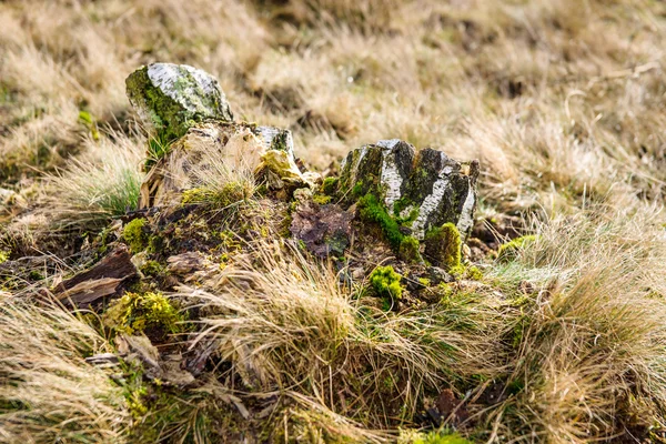 Tre stubbe från fällda björkar — Stockfoto