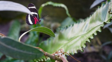 Tropikal kelebek fabrikasında dinleniyor