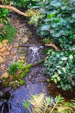 Birkaç nadir orkide wonderfull tropikal bahçe 