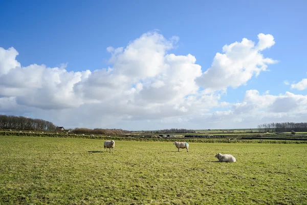 Široký pohled na holandské krajiny s ovcemi, louka a zamračenou oblohou — Stock fotografie