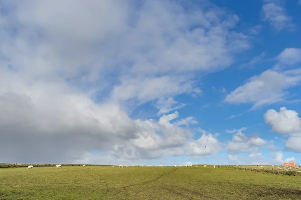 Široký pohled na holandské krajiny s ovcemi, louka a zamračenou oblohou — Stock fotografie