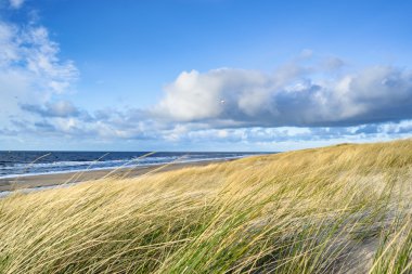 Kum tepeleri sahilden görüntüleyin