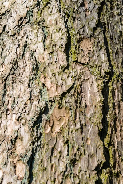 Vista de cerca de la corteza de árbol altamente detallada — Foto de Stock