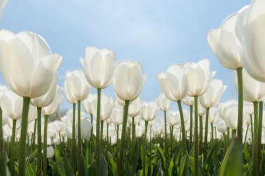 Güneşli Lale alan Beyaz Lale ile