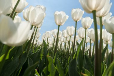 Güneşli Lale alan Beyaz Lale ile