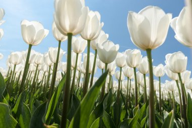 Güneşli Lale alan Beyaz Lale ile