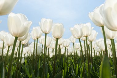 Güneşli Lale alan Beyaz Lale ile