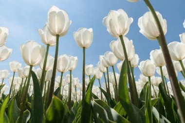 Güneşli Lale alan Beyaz Lale ile