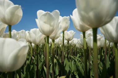 Güneşli Lale alan Beyaz Lale ile