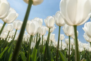 Güneşli Lale alan Beyaz Lale ile