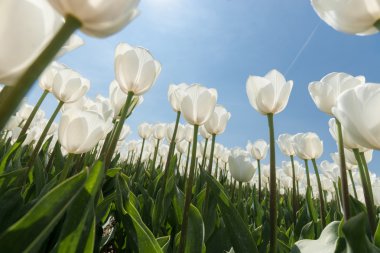 Güneşli Lale alan Beyaz Lale ile