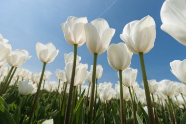 Güneşli Lale alan Beyaz Lale ile