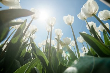 Güneşli Lale alan Beyaz Lale ile
