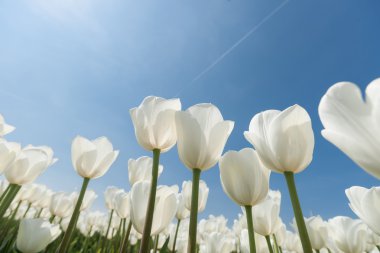 Güneşli Lale alan Beyaz Lale ile