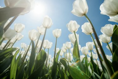 Güneşli Lale alan Beyaz Lale ile