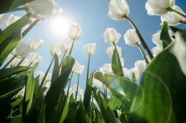 Güneşli Lale alan Beyaz Lale ile