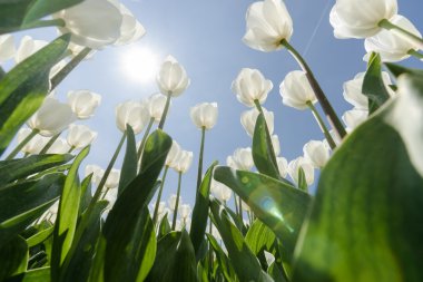 Güneşli Lale alan Beyaz Lale ile
