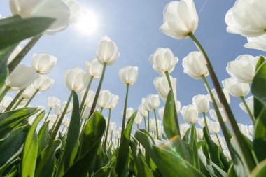 Güneşli Lale alan Beyaz Lale ile
