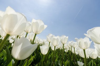 Güneşli Lale alan Beyaz Lale ile
