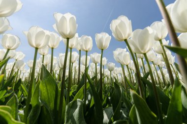 Güneşli Lale alan Beyaz Lale ile