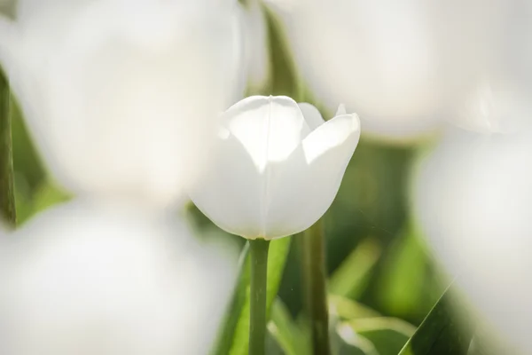 Campo de tulipas branco na Holanda — Fotografia de Stock