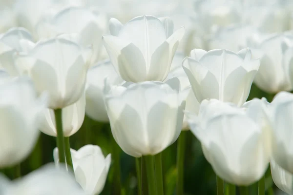Pola białych tulipanów w Holandii — Zdjęcie stockowe
