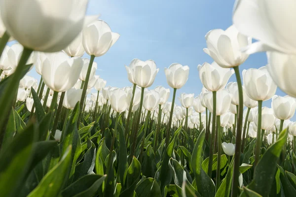 Güneşli Lale alan Beyaz Lale ile