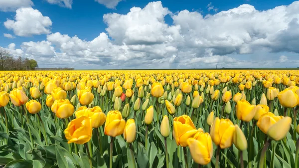 在荷兰风景的黄色郁金香球茎。 — 图库照片