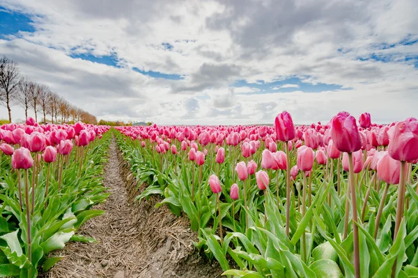 Fowering bulbes de tulipes dans le champ — Photo