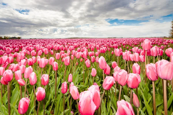 Fowering bulbes de tulipes dans le champ — Photo