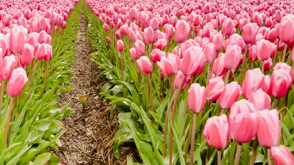 Fowering bulbos tulipa no campo — Fotografia de Stock