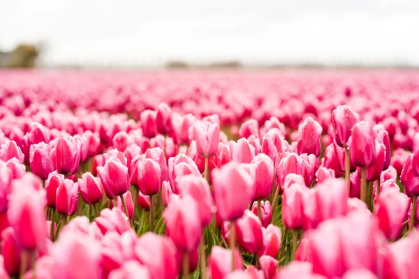 Lampadine tulipani volanti in campo — Foto Stock