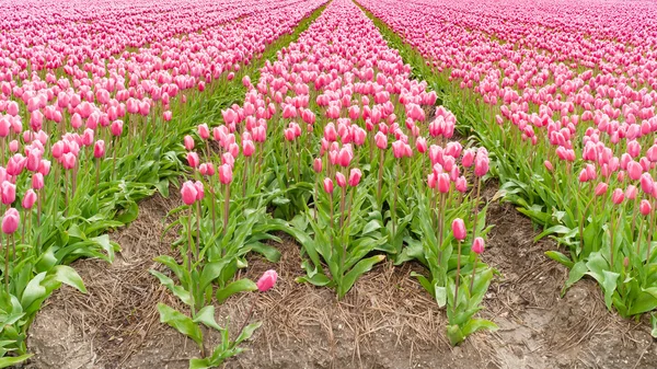 Fowering tulipán hagymákat területén — Stock Fotó