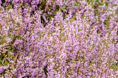 Hollanda 'da çiçek açan bir kenevir bitkisinin ayrıntıları