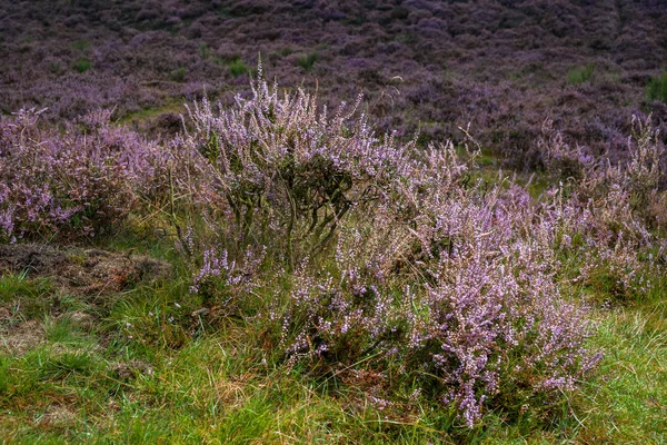 Detalhe de uma planta de urze florida na paisagem holandesa — Fotografia de Stock