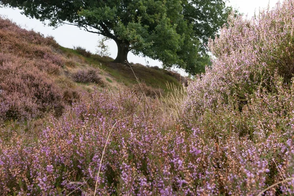 Détail d'une plante de bruyère en fleurs dans un paysage hollandais — Photo