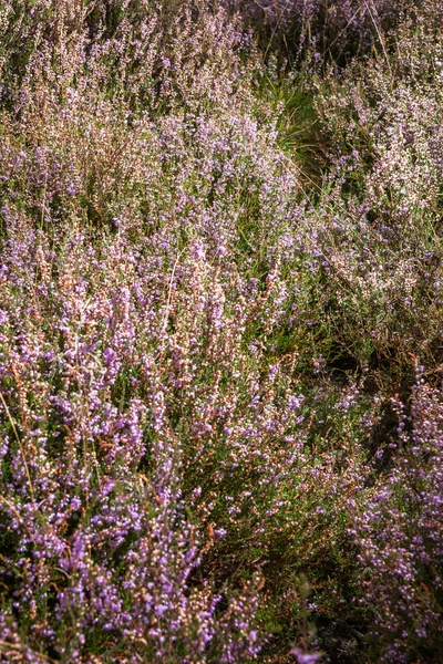 Detail of a flowering heather plant in dutch landscape — Stock Photo, Image