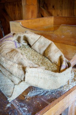 Değirmen deposunda buğday taneleri. Kapatın. İyi çiftçi hasadı, büyük tahıl yığını.