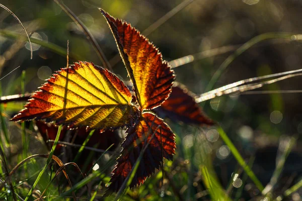 Herfstseizoen Scene Met Sfeervolle Natuurdetails Macro Fotografie — Stockfoto