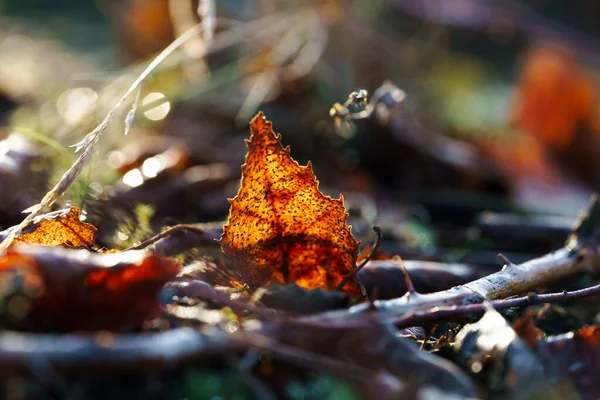 Cena Temporada Outono Com Detalhes Natureza Atmosférica Macrofotografia — Fotografia de Stock
