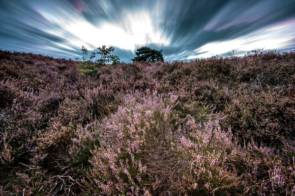 Paysage Automnal Dans Campagne Néerlandaise Avec Des Bruyères Fleuries — Photo