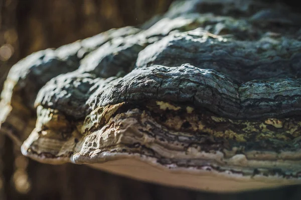 Large Parasitic Mushroom Grows Tree Trunks Fomes Fomentarius Mushroom Known — Stock Photo, Image