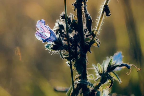 Fioletowy Kaliks Dzikich Roślin Przeciwko Pięknie Oświetlonemu Bokeh Naturalnego Światła — Zdjęcie stockowe