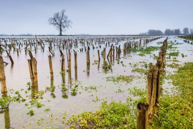 Nehrin yukarısına uzanan kışın çorak bitki örtüsüyle yüksek su seviyesi.