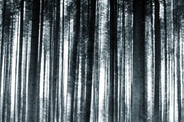 Sihirli ışıktaki ağaçlar ve sisli orman ağacı manzarası. Işık etkisi. Doğa geçmişi. Sihirli atmosferle.