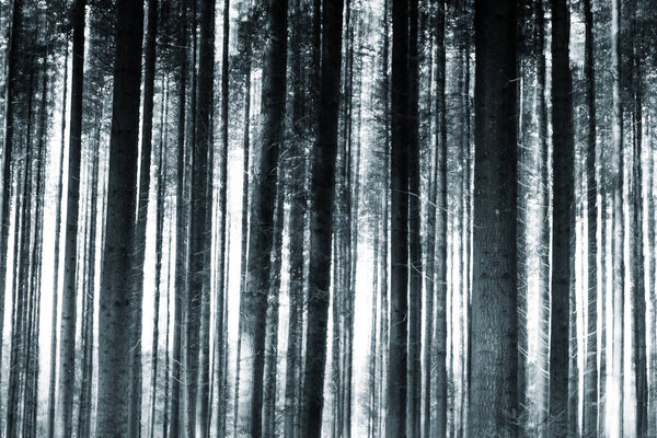 Деревья в волшебном свете и волшебном туманном лесном пейзаже. Эффект света. Природа. С волшебной атмосферой.