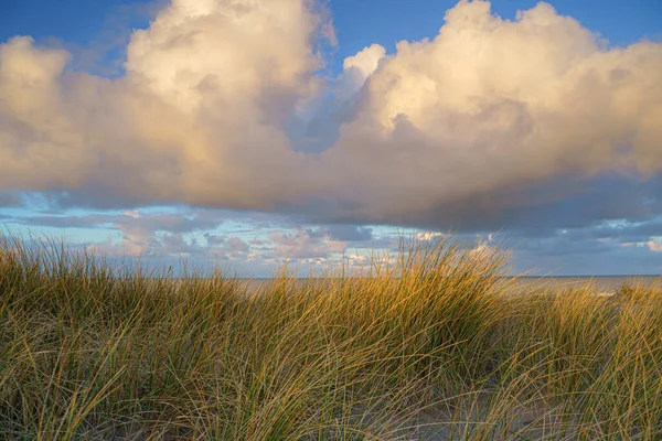 Golvend Duingras Met Cumuluswolken Boven Nederlandse Noordzeekust — Stockfoto