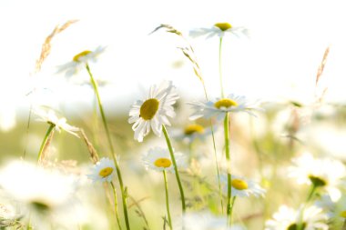 Kırsal kesimde beyaz papatyaları olan yeşil bir alan. Vahşi çayır. Tarla çiçekleri Açık bir yaz günü. Beyaz bulutlu mavi gökyüzü. Bulanık arkaplan.
