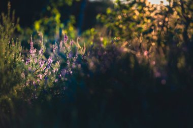 Lavanta. Açık havada çiçek açan canlı pembe kenevir (Calluna vulgaris). Arka planda ışık olan güzel botanik fotoğrafı.
